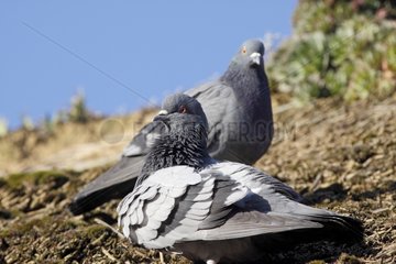 Domestic pigeons on a roof thatched France