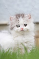Persian kitten in the grass France