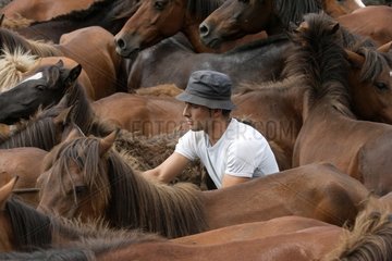 Herding Horses Rapa das bestas Galicia Spain