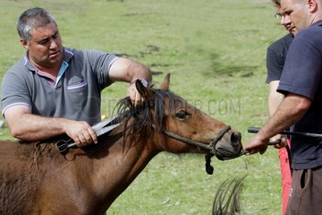 Size of the mane of a foal Rapa das bestas Galicia