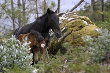 Wild horses in the mountains Rapa das bestas Galicia Spain