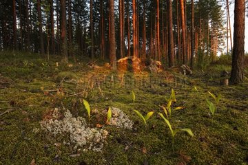 Underwood boreal forest Oulanka NP Finland