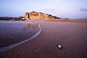 Young Sea Turtle stranded on a beach Oman
