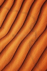 Footprints on a dune desert Wahiba Oman