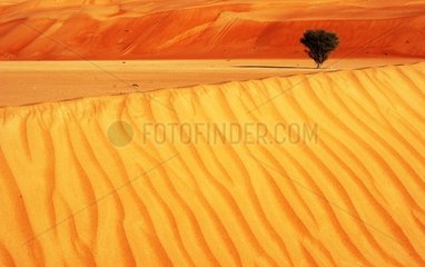 Tree on a dune desert Wahiba Oman