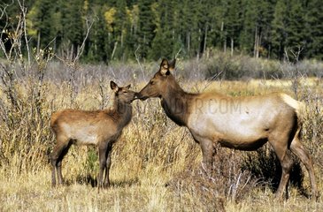 Wapiti and calf close to each other Rocky Mountains NP USA