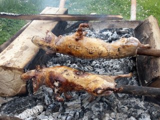 Guinea pigs on the grill Province Imbabura Ecuador