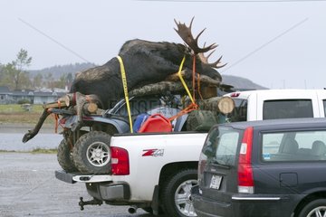 Dead moose attached to the back of a pickup truck Canada