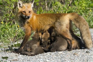 Red fox cubs suckling their mother Gaspesie NP Canada