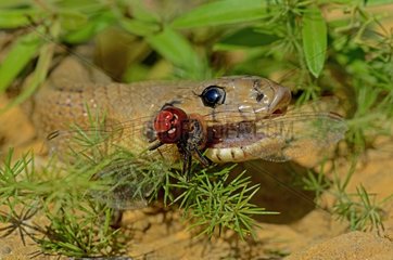 Ladder Snake catching a Yellow-winged Darter Spain