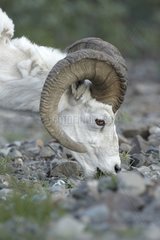 Dall's sheep grazing Denali NP Alaska