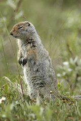 Arctic ground squirrel standing in grass Denali NP Alaska