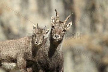 Female Ibex and a young in Mercantour NP FRance