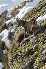 Ibex on a rock in Mercantour NP FRance
