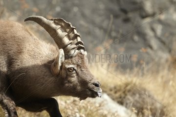 Ibex male Mercantour NP France