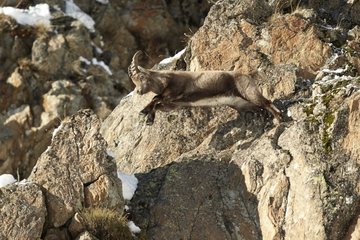 Ibex male jumping Mercantour NP France