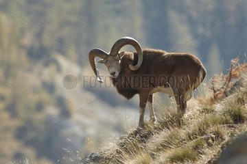 Male Mouflon Mercantour NP France