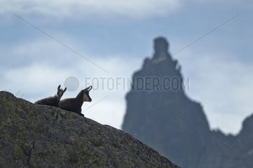 Alpine chamois on a rock Mercantour NP