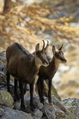Alpine chamois and its young on a rock Mercantour NP
