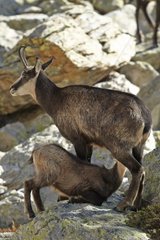Alpine chamois and its young on a rock Mercantour NP