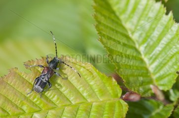 Rufous-shouldered longhorn beetle on a leaf Lorraine France