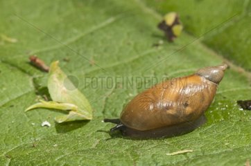 Ambrette snail on a leaf Lorraine France
