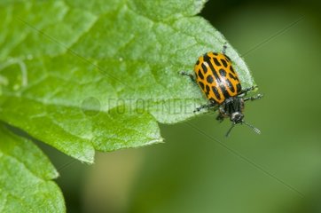 20 points Willow Leaf Beetle on a leaf Lorraine France