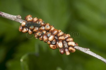 Laying and hatching caterpillar Emperor Moth Lorraine France