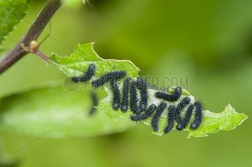 Young caterpillar Emperor Moth on a leaf Lorraine France