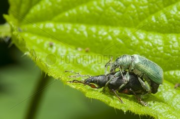 Nettle Weevil mating on Nettle leaf Lorraine France