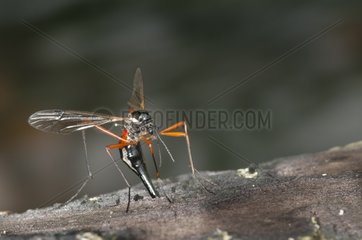 Black Crane Fly laying on a branch Lorraine France