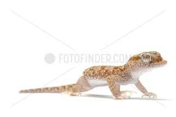 Short-fingered Gecko