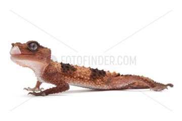 Banded Knob-tail Gecko
