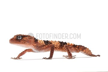 Banded Knob-tail Gecko