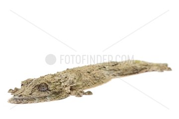 Mossy leaf-tail gecko