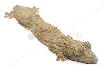 Mossy leaf-tail gecko