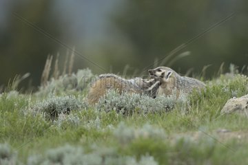 Young American badgers near burrow Yellowstone USA