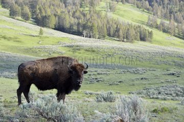 American bison in prairie Yellowstone USA