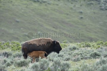 American bison nursing in prairie Yellowstone USA