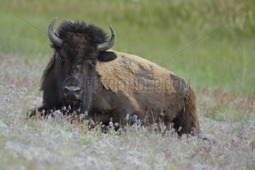 American bison lying in prairie Yellowstone USA