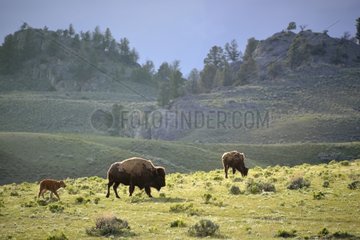 American bison and calf in prairie Yellowstone USA