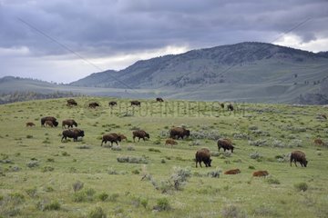 American bisons in prairie Yellowstone USA