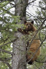 Cinnamon Black Bear in a tree Yellowstone USA
