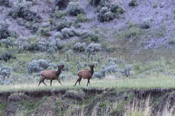 Young male and female Wapiti Yellowstone USA