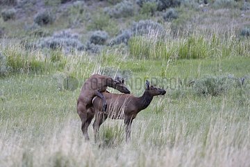 Young male and female Wapiti mating Yellowstone USA