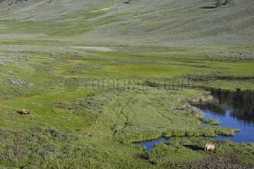Wapiti in prairie Yellowstone USA