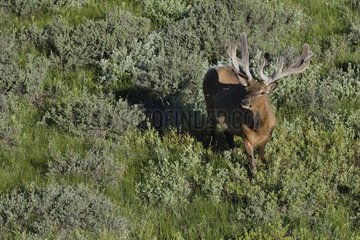 Wapiti male in prairie Yellowstone USA