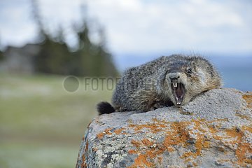Threatening marmot on a rock Yellowstone USA