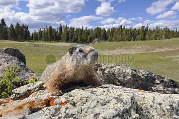 Marmot lying on a rock Yellowstone USA