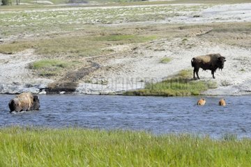 American bisons crossing a river Yellowstone USA